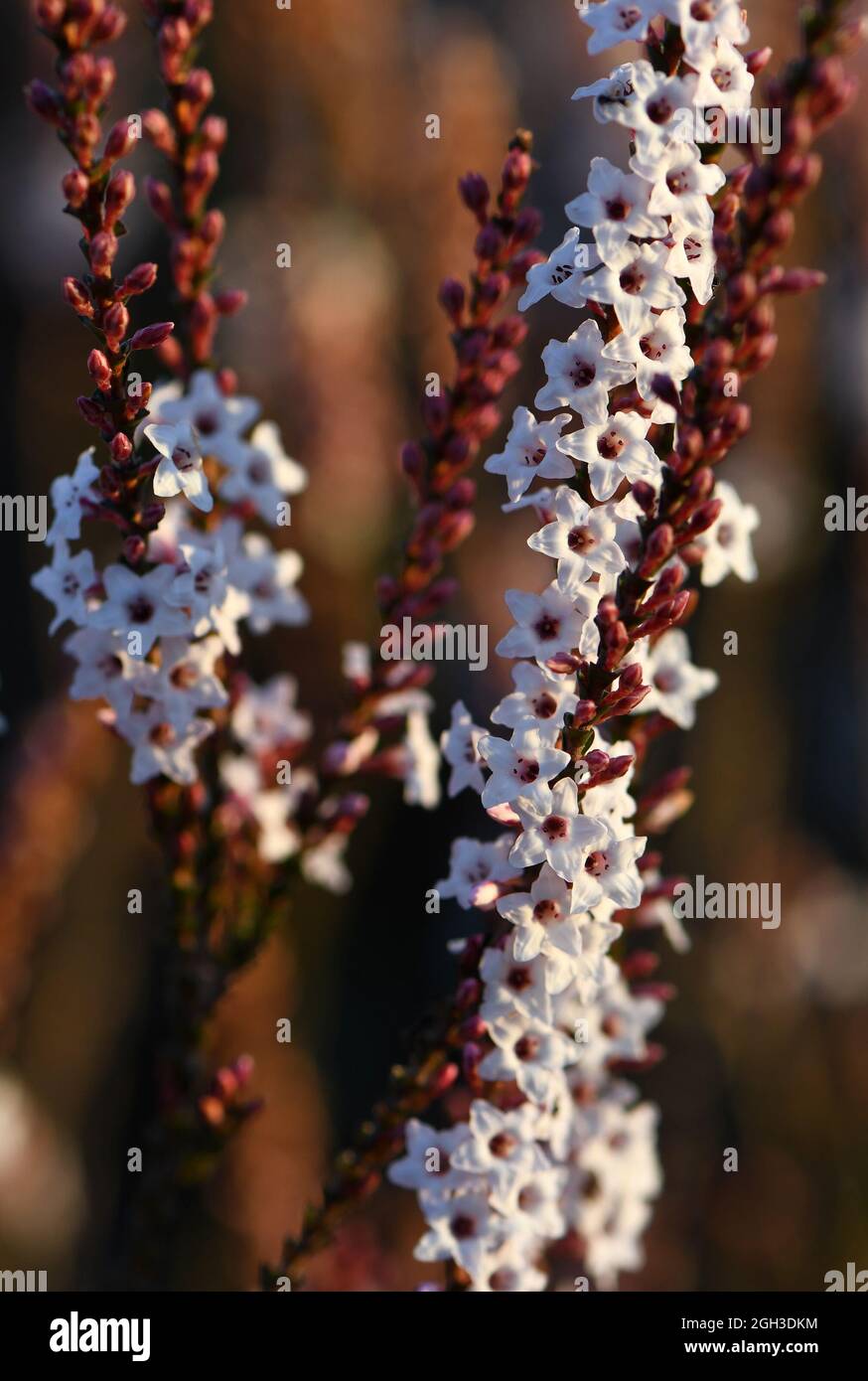 Pink and white flowers and buds of the Australian native Coast Coral Heath, Epacris microphylla, family Ericaceae, in woodland, Sydney, Australia Stock Photo