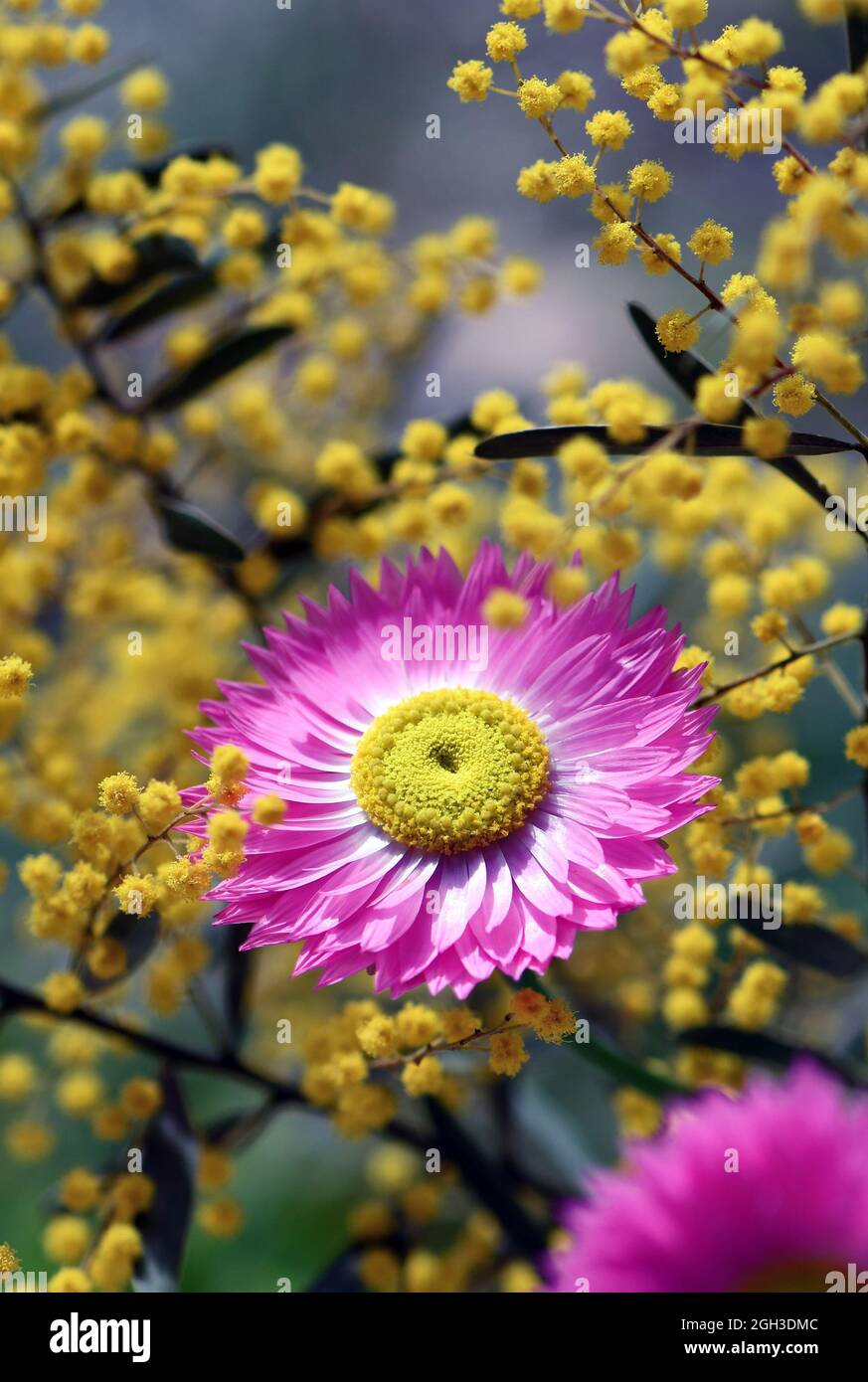 Australian native pink Everlasting Daisy, Rhodanthe chlorocephala, amongst yellow wattle flowers. Also known as the Rosy Everlasting, and paper daisy Stock Photo