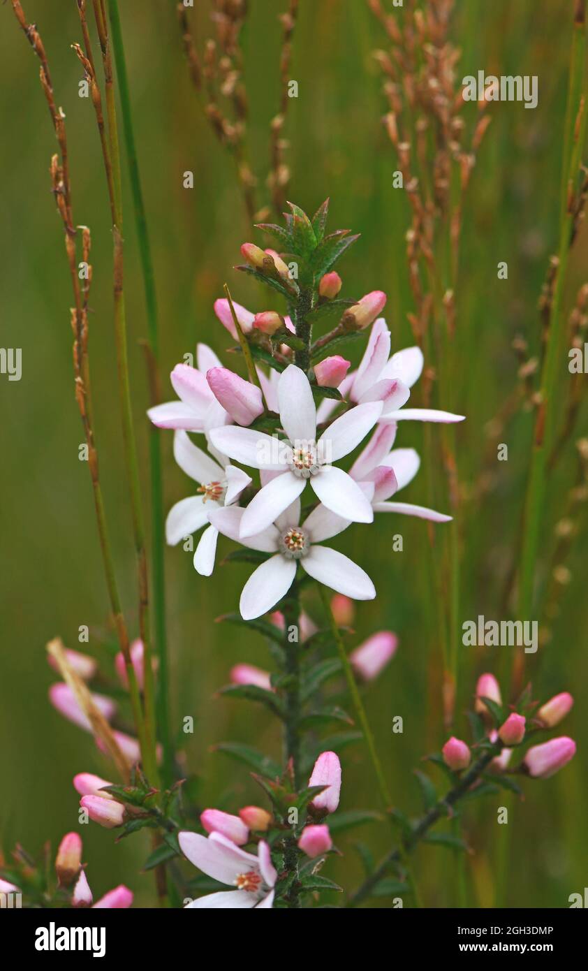 White flowers and pink buds of the Australian native Box Leaf Waxflower, Philotheca buxifolia, family Rutaceae, growing wild among rushes in heath Stock Photo