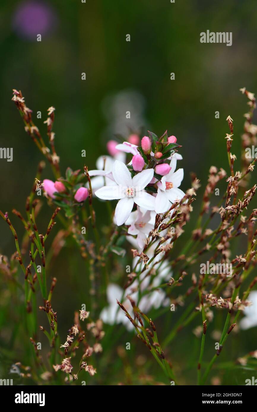 White flowers and pink buds of the Australian native Box Leaf Waxflower, Philotheca buxifolia, family Rutaceae, growing wild among rushes in heath Stock Photo