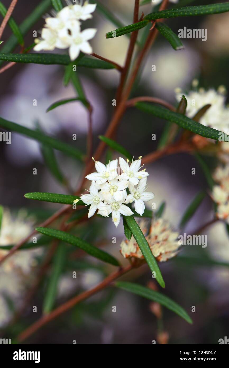 Star like cream flowers of the Australian native Phebalium squamulosum, family Rutaceae, growing in Sydney heath, NSW. Winter and spring flowering Stock Photo