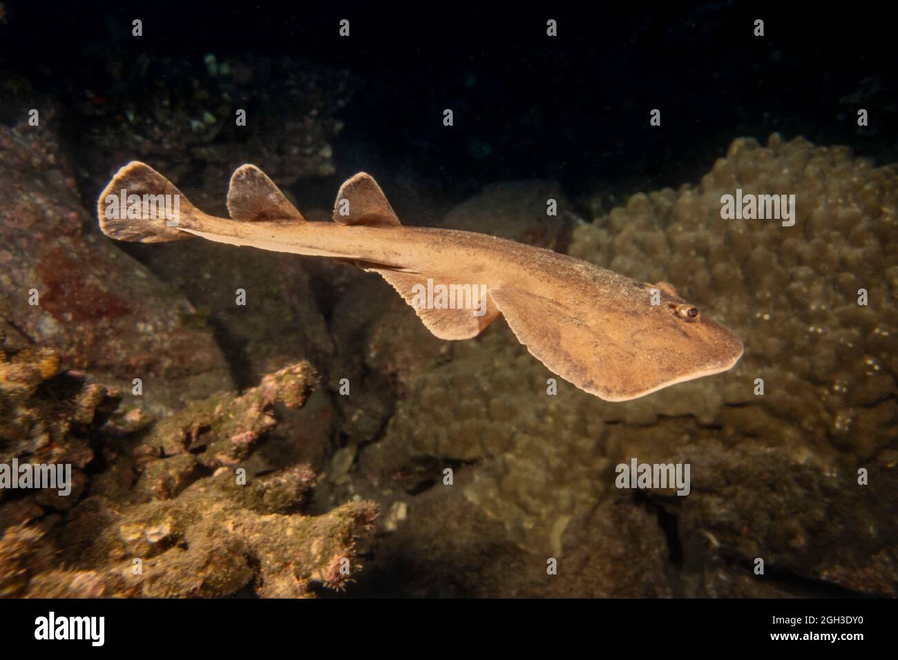 The giant electric ray, Narcine entemedor, is also known as the Cortez electric ray, Sea of Cortez, Mexico. This is a species of numbfish, family Narc Stock Photo