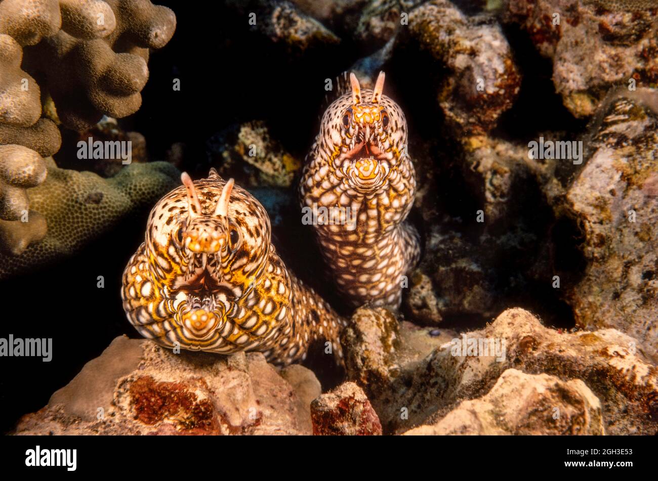 A pair of dragon moray eels, Enchelycore pardalis, off the island of Maui, Hawaii. Stock Photo