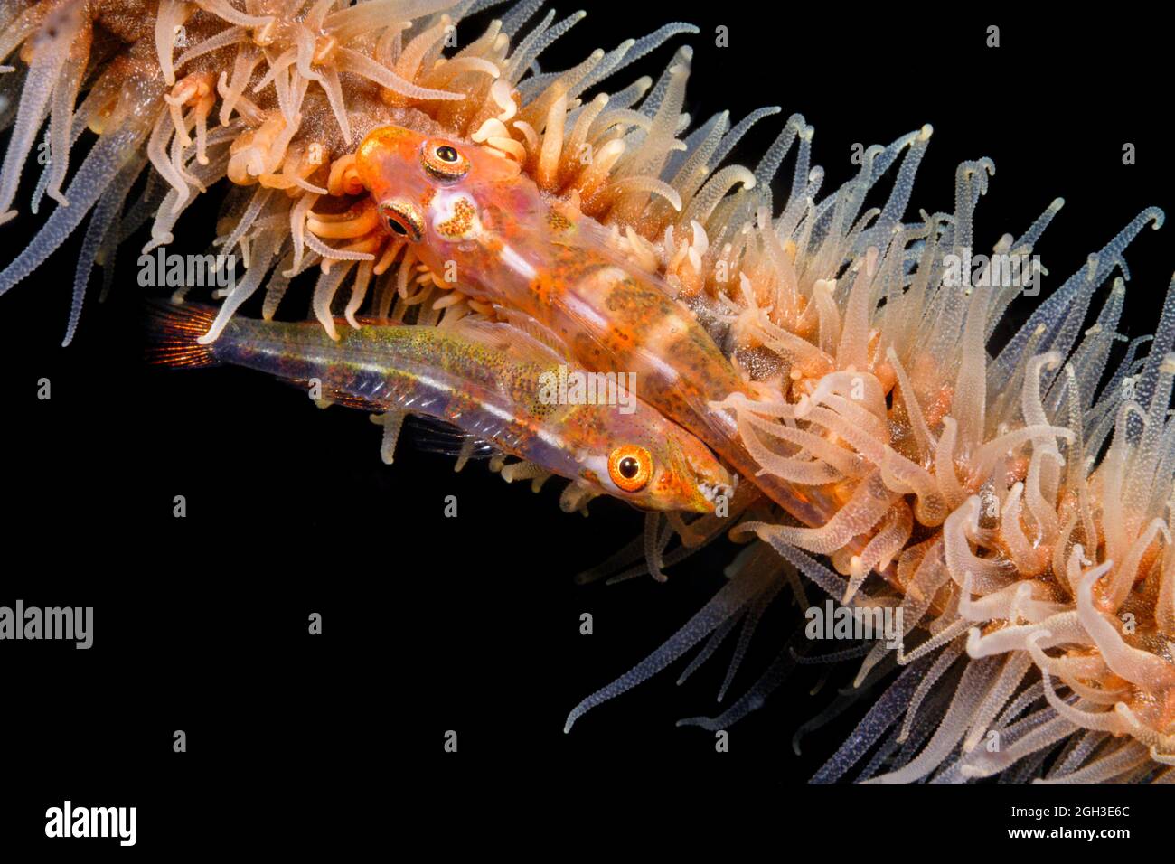 A mated pair of gobies, Bryaninops yongei, at night on wire coral, Cirrhipathes anguina, Indonesia. Stock Photo