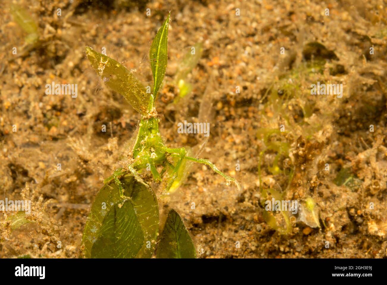 The arrowhead crab, Huenia heraldica, is also referred to as the halimeda spider crab, Philippines. Stock Photo