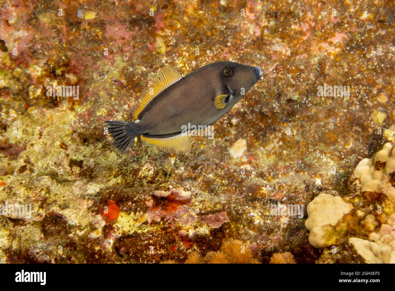 The squaretail filefish, Cantherhines sandwichiensis, was first identified in Hawaii and thought to be endemic. It has since been found in the South P Stock Photo