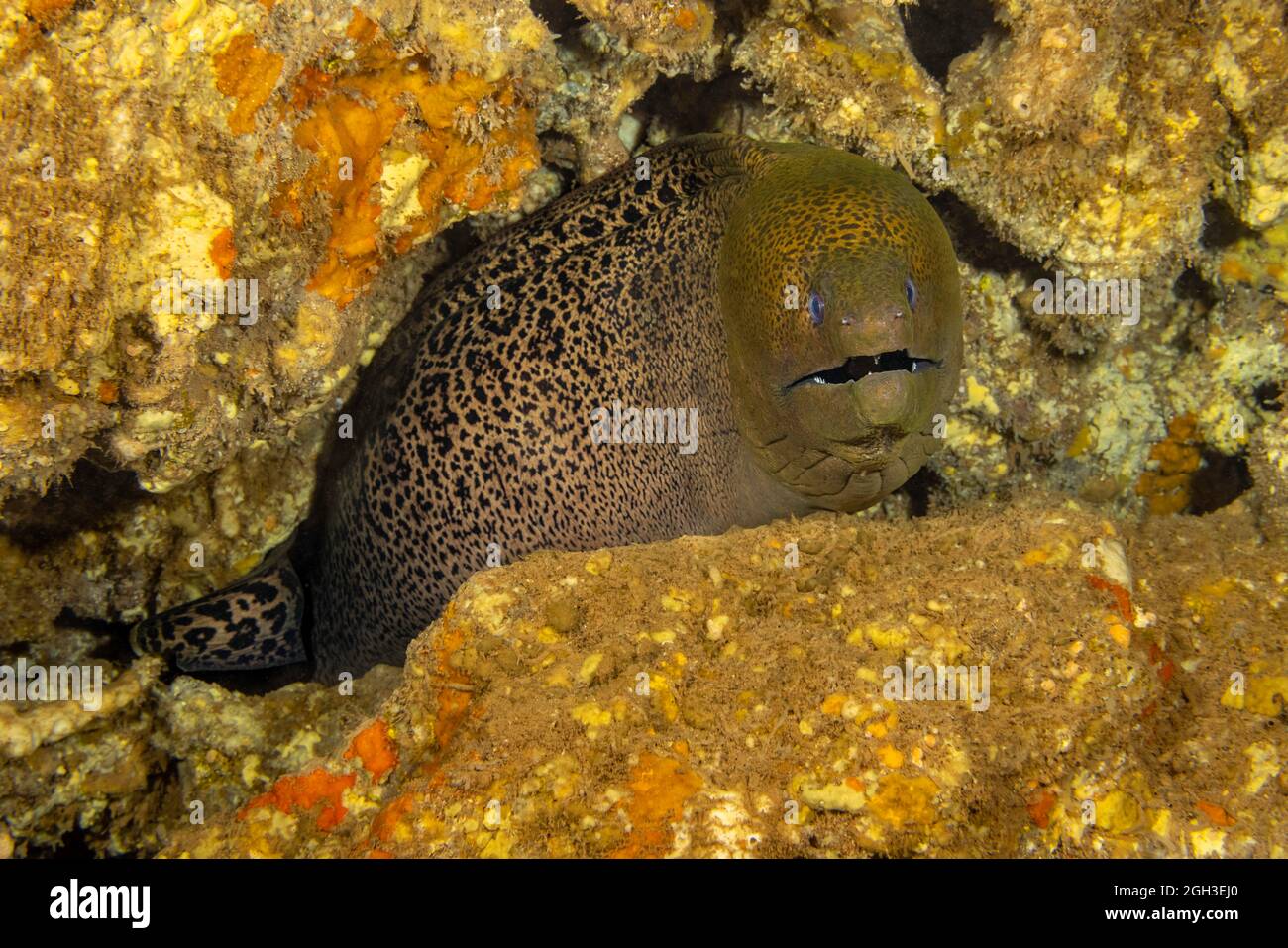 The giant moray eel, Gymnothorax javanicus, can be found around the world in tropical waters, but is very rare in Hawaii. Stock Photo