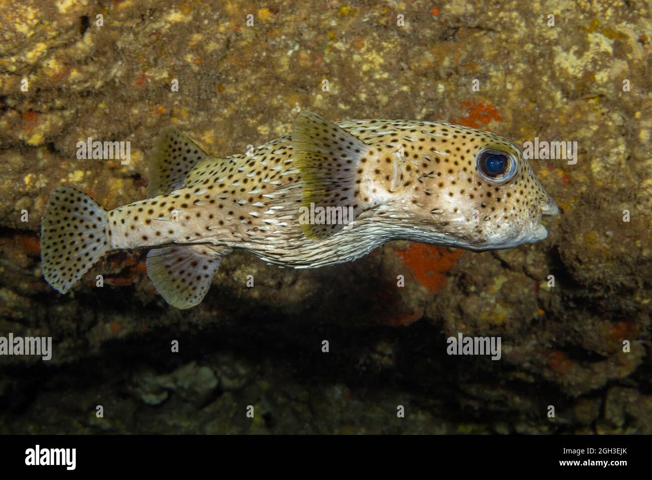 The spotted porcupinefish, Diodon hystrix, feed primarily at night on hard shelled invertebrates.  Hawaii. Stock Photo
