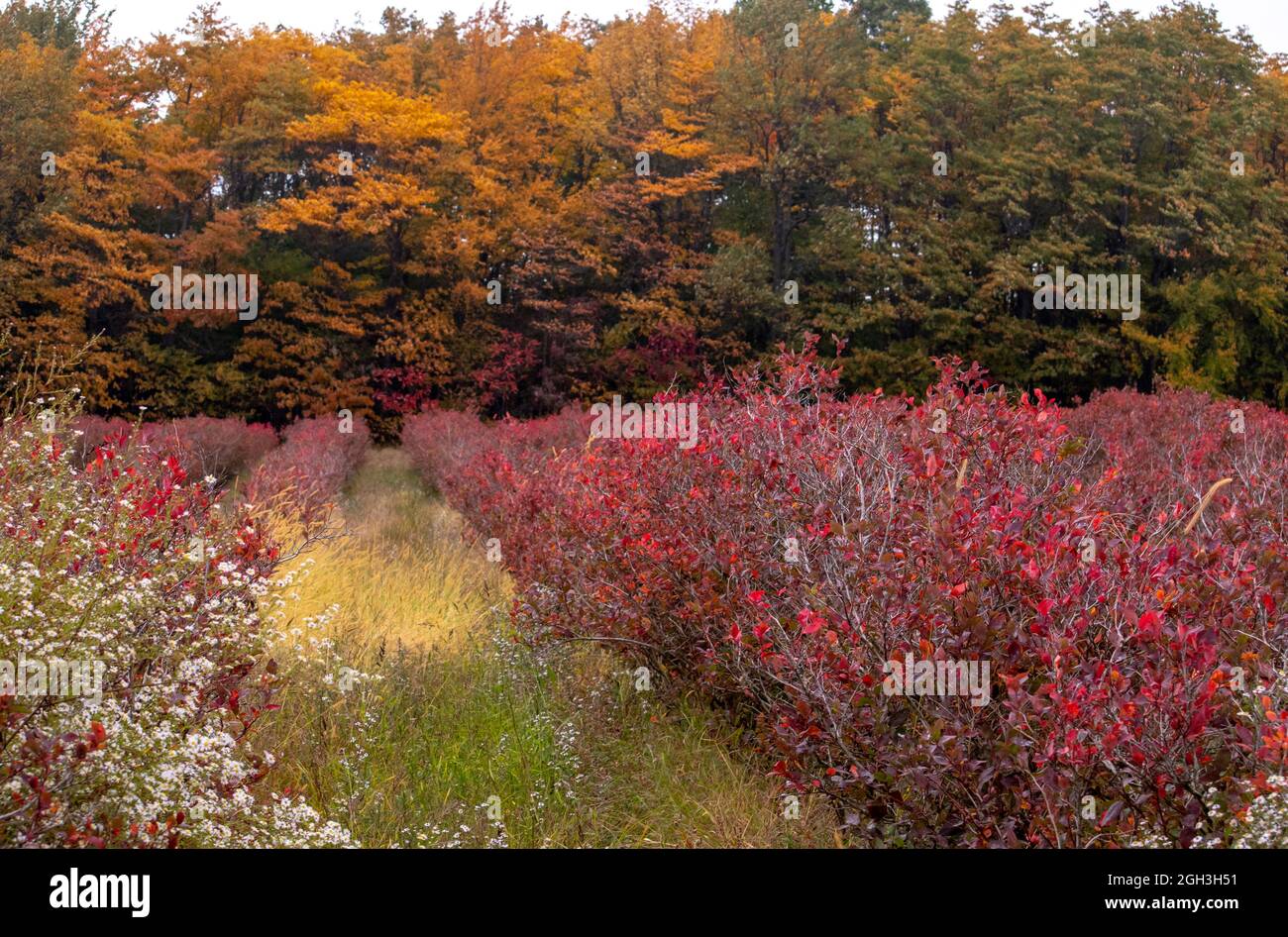 A beautiful blueberry farm in Michigan USA shows the blueberry bushes