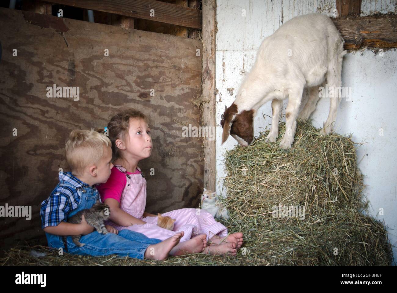 two farm kids in overalls who are playing with new kittens, are surprised by a friendly goat who interrupts their play session Stock Photo