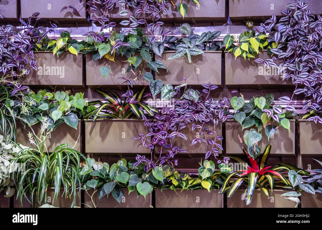 Wall fern gardening hi-res stock photography and images - Alamy
