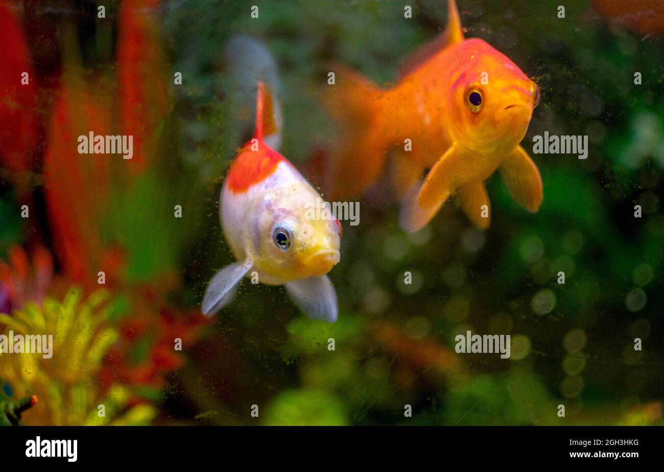 Colorful pair of goldfish swim in a home fish tank Stock Photo