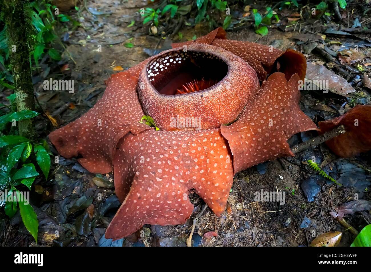 rafflesia - the world's largest flower. rare beautiful red flower in the jungle. Stock Photo