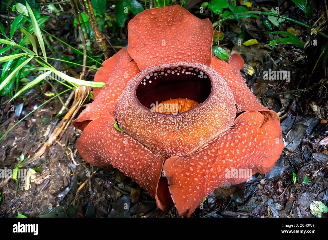 rafflesia - the world's largest flower. rare beautiful red flower in the jungle. Stock Photo