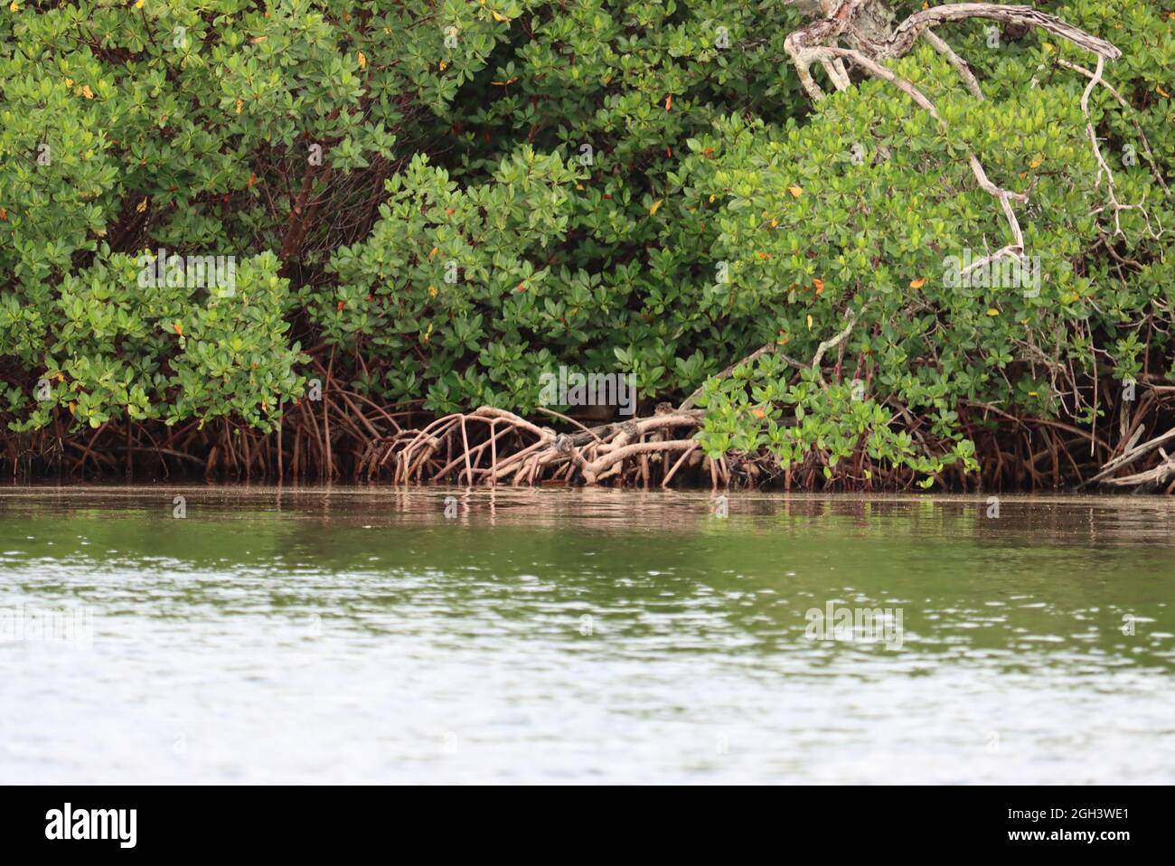 Mangroves on Barrier Islands in Southwest Florida Stock Photo