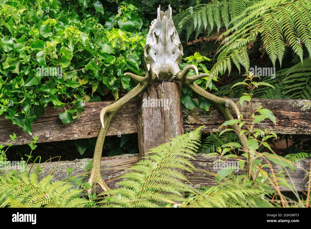 The skull and antlers of a deer left on a fence post as a trophy or decoration Stock Photo