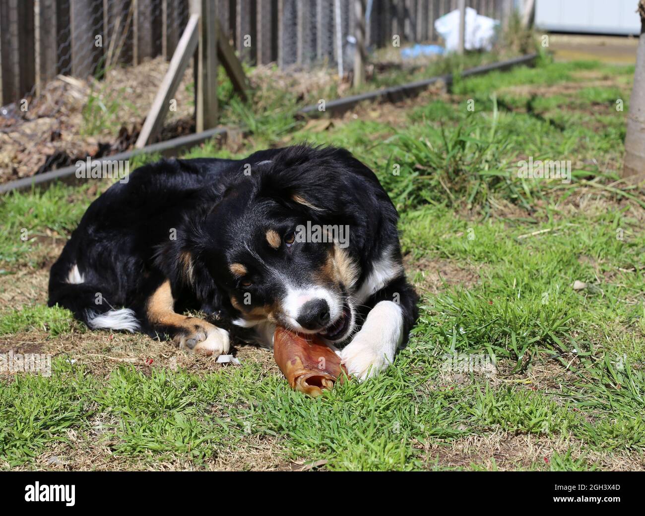 Tri Coloured Border Collie puppy Stock Photo