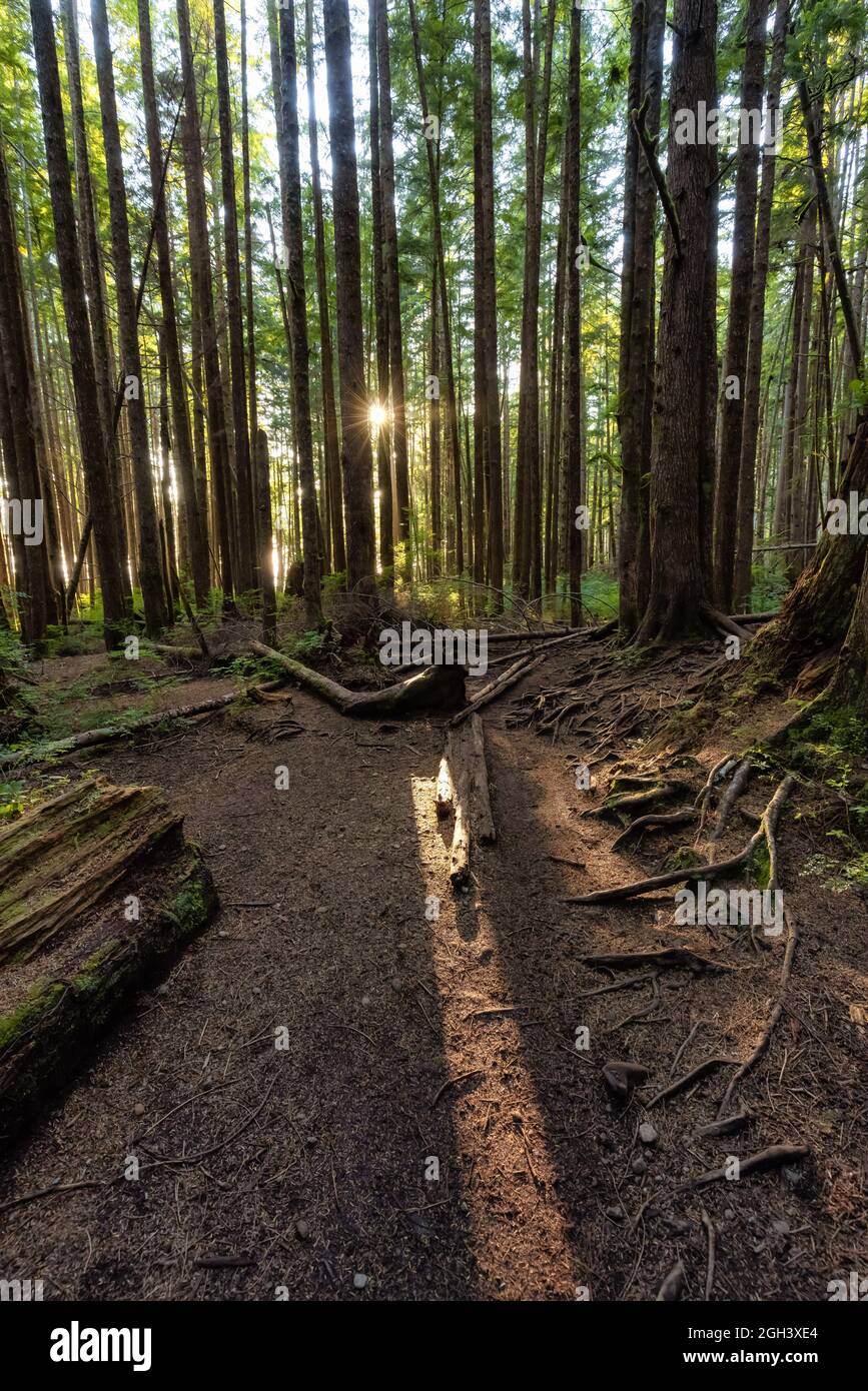 Hiking Path to Mystic Beach in the Vibrant Rainforest Stock Photo - Alamy