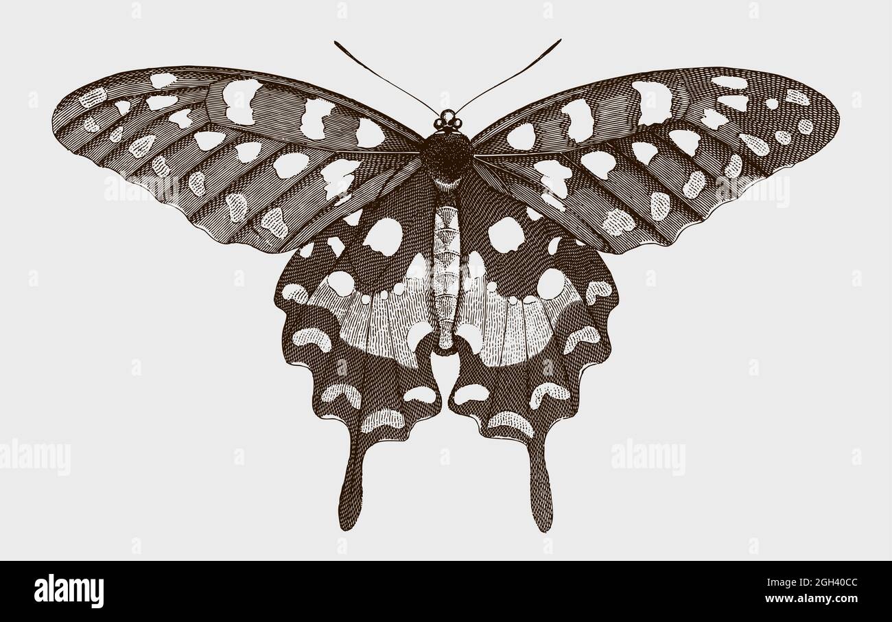 Madagascar giant swallowtail, pharmacophagus antenor in top view. Illustration after antique engraving from the early 19th century Stock Vector