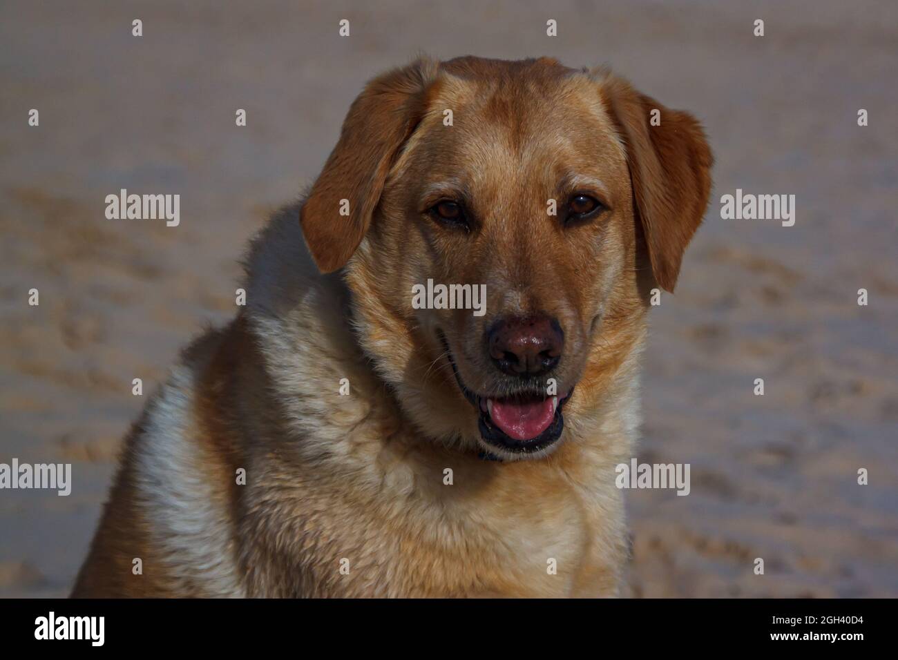 golden Labrador enjoying a summers day at the beach Stock Photo