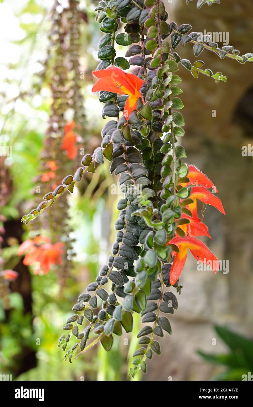 The goldfish plant is a flowering plant native to the tropical regions of Central and South America and gets its name from its red long tubular shaped Stock Photo