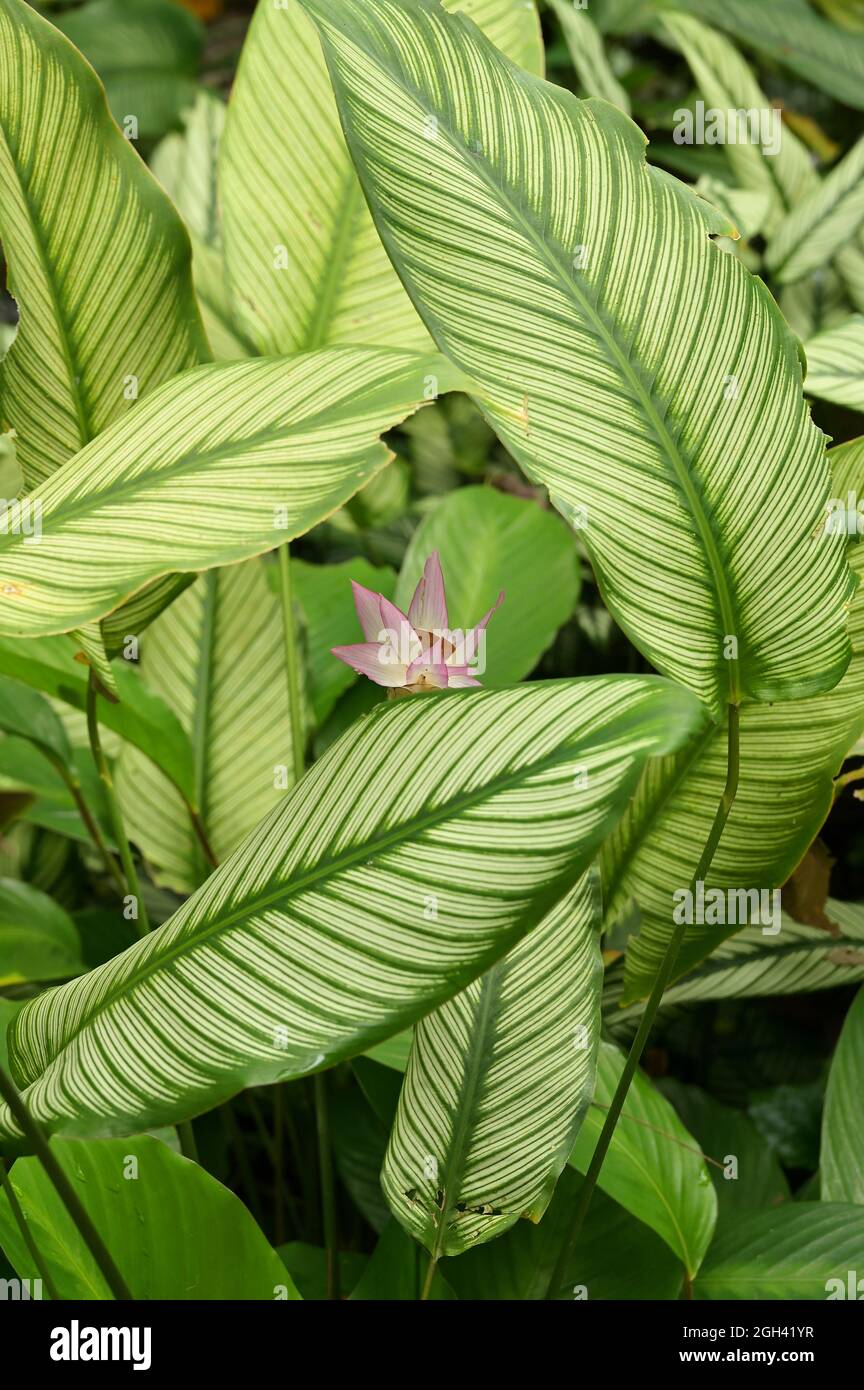 Calathea ornata is a perennial leafy plant, and a member of the family of plants known as 'prayer plants', because their leaves fold together at night Stock Photo