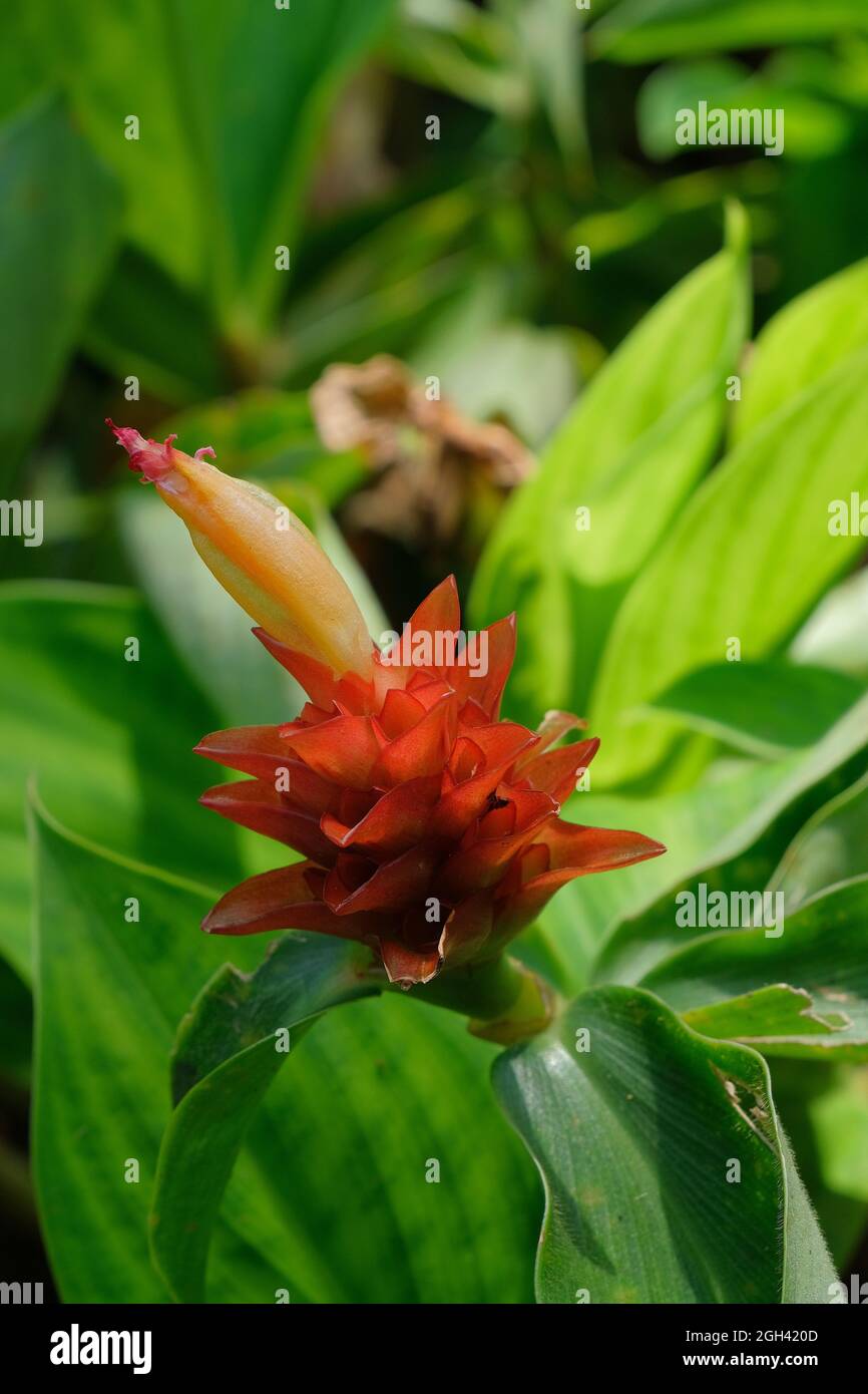 Close-up of flower and bracts of Costus curvibracteatus spiral ginger plant Stock Photo