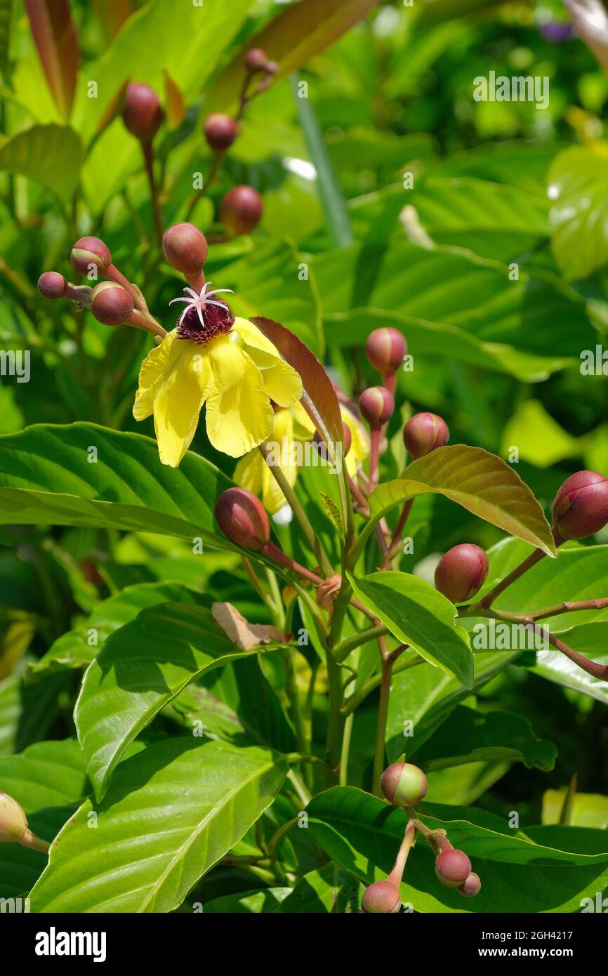 Dillenia are flowering plants in the family Dilleniaceae, native to tropical and subtropical regions of southern Asia, Australasia and the Indian Ocea Stock Photo