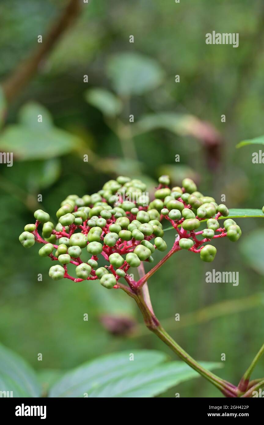 Close-up of unripe green berries of the Leea rubra plant Stock Photo