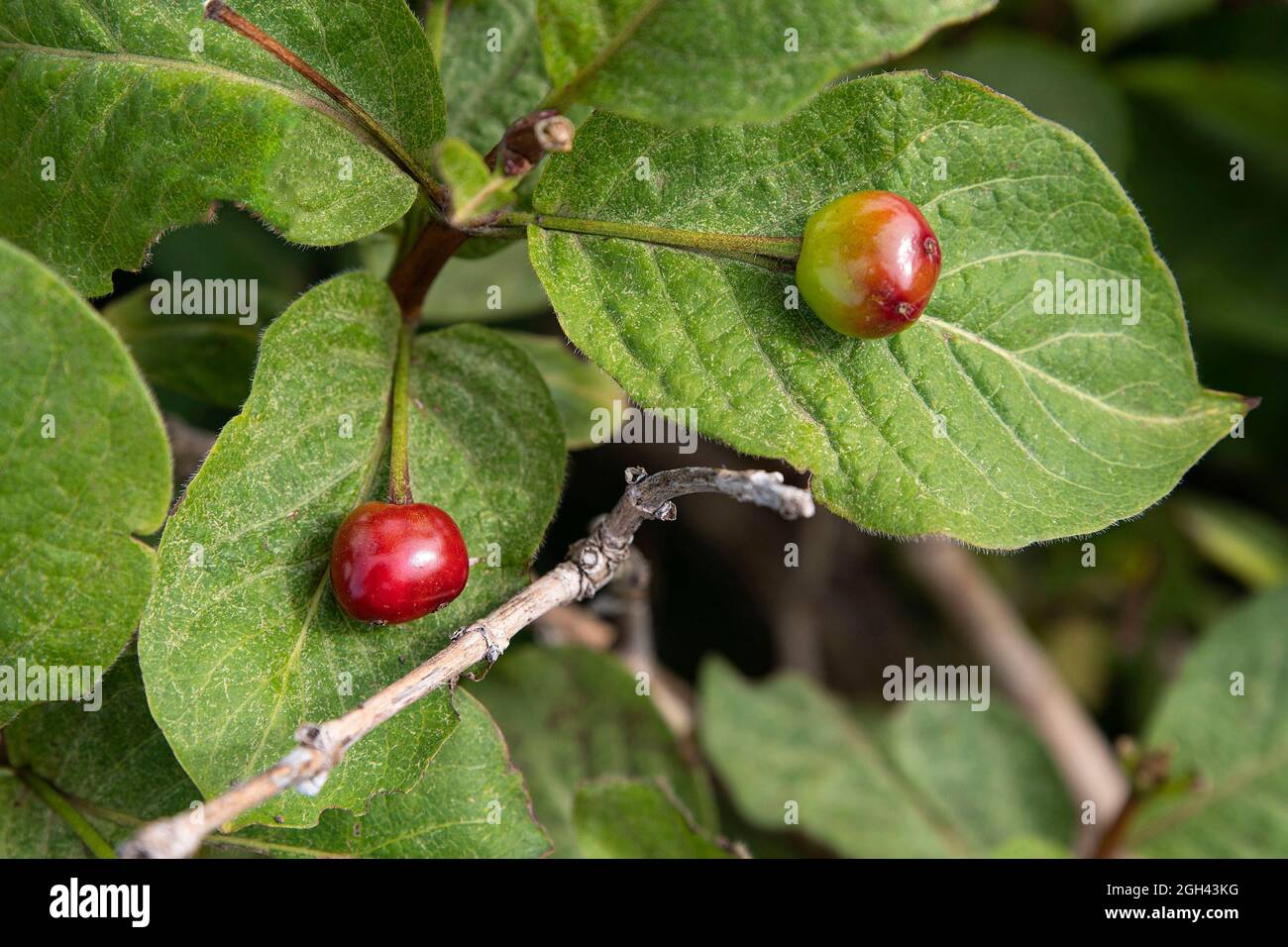 Summer berries in close hi-res stock photography and images - Alamy