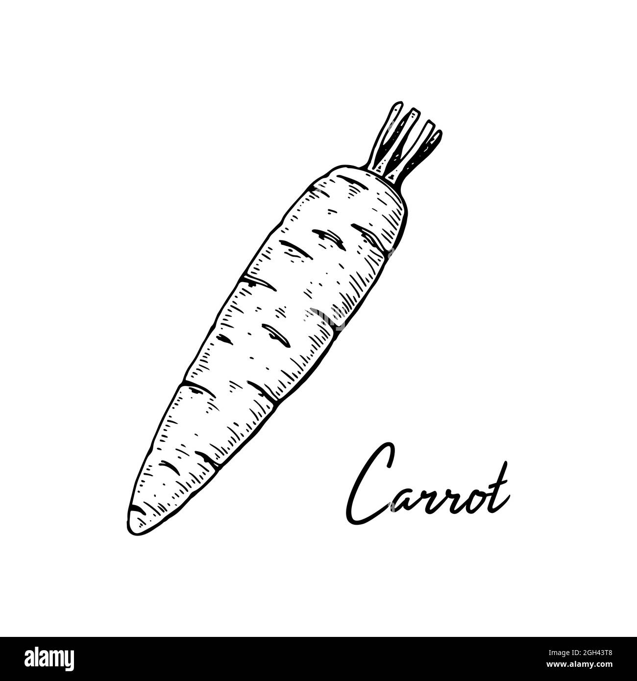Hand drawn carrot. Vector illustration in sketch style Stock Vector