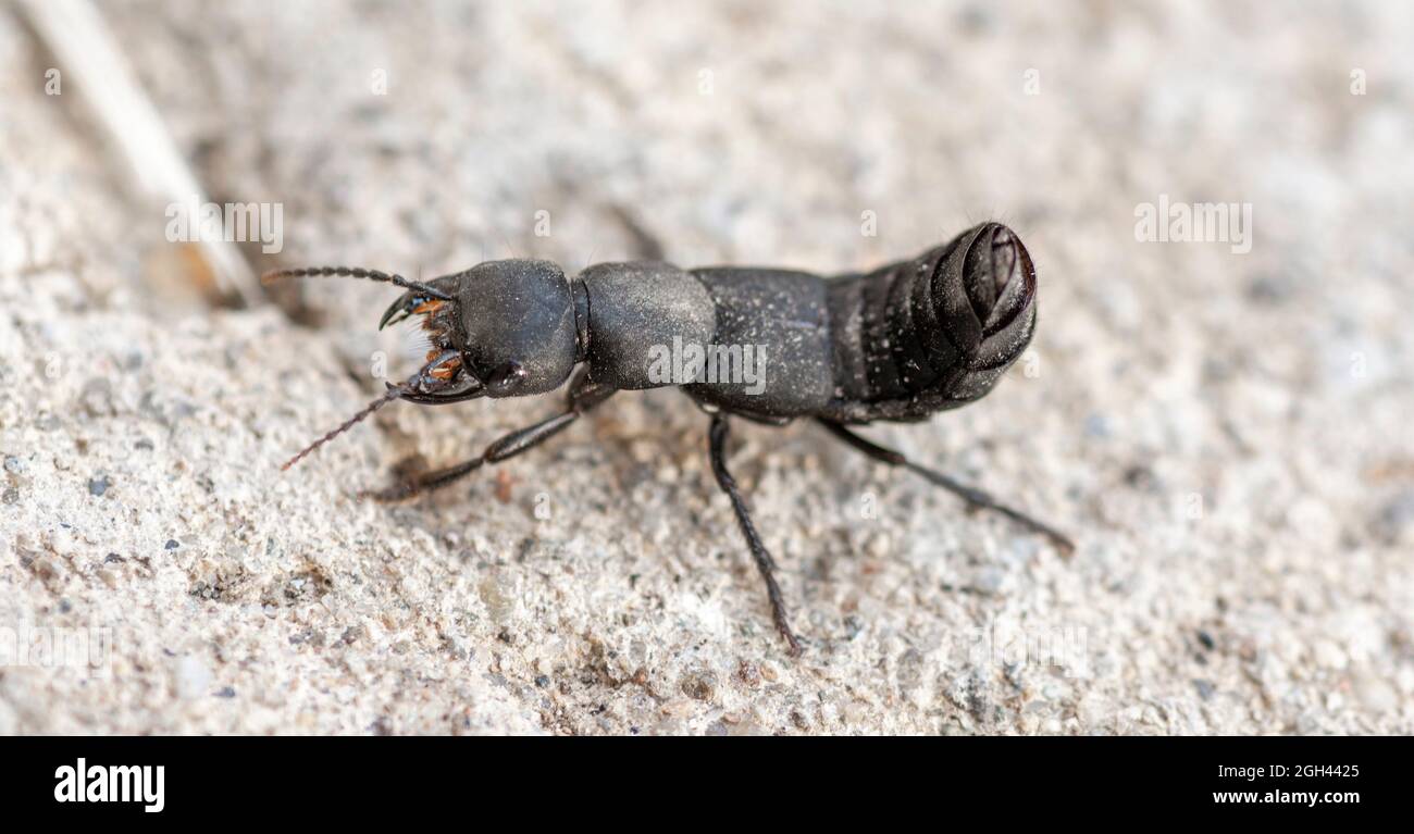 Devil's coach-horse beetle (Ocypus olens). Stock Photo