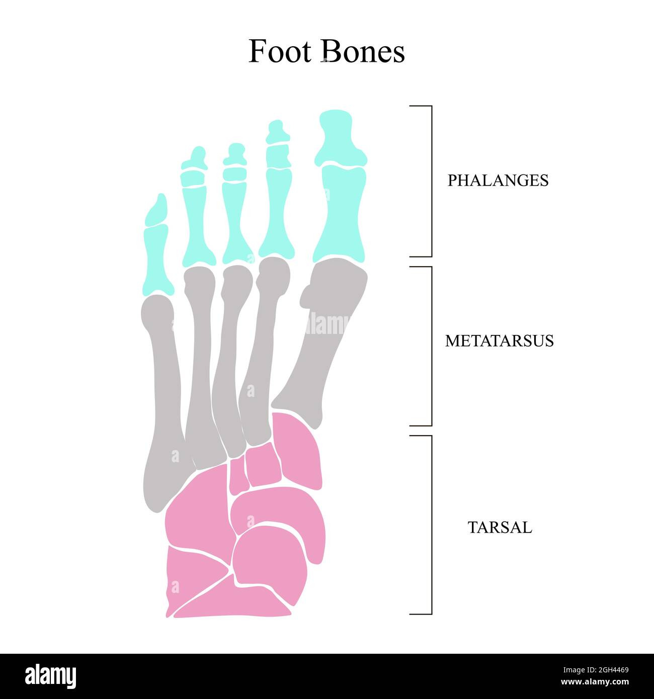Anatomical structure of the bones of the foot. Vector illustration ...