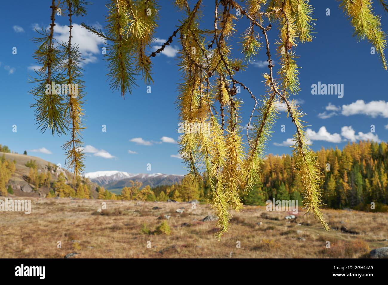North Chuiskiy Ridge with Larix branches on foreground and mountains with larch forest on background. Autumn, trees are in fall yellow colors. Altai, Stock Photo