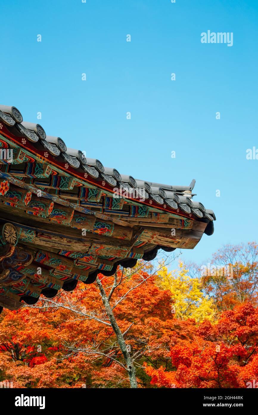 Korean traditional roof eaves with autumn leaves at Bulguksa temple in ...