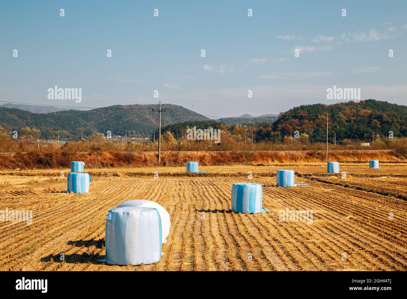 South korea rice field hi-res stock photography and images - Alamy