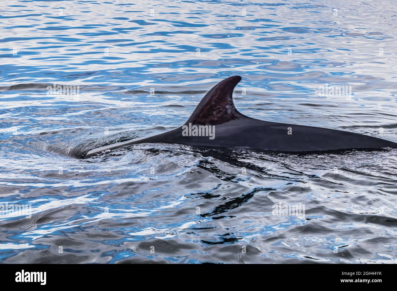whale-watching-in-tadoussac-quebec-canada-stock-photo-alamy