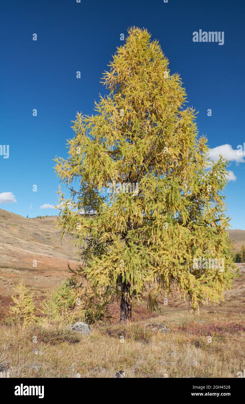 Eshtykel plateau with larch trees in autumn season. Autumn, trees are in fall yellow colors. Altai, Siberia, Russia Stock Photo