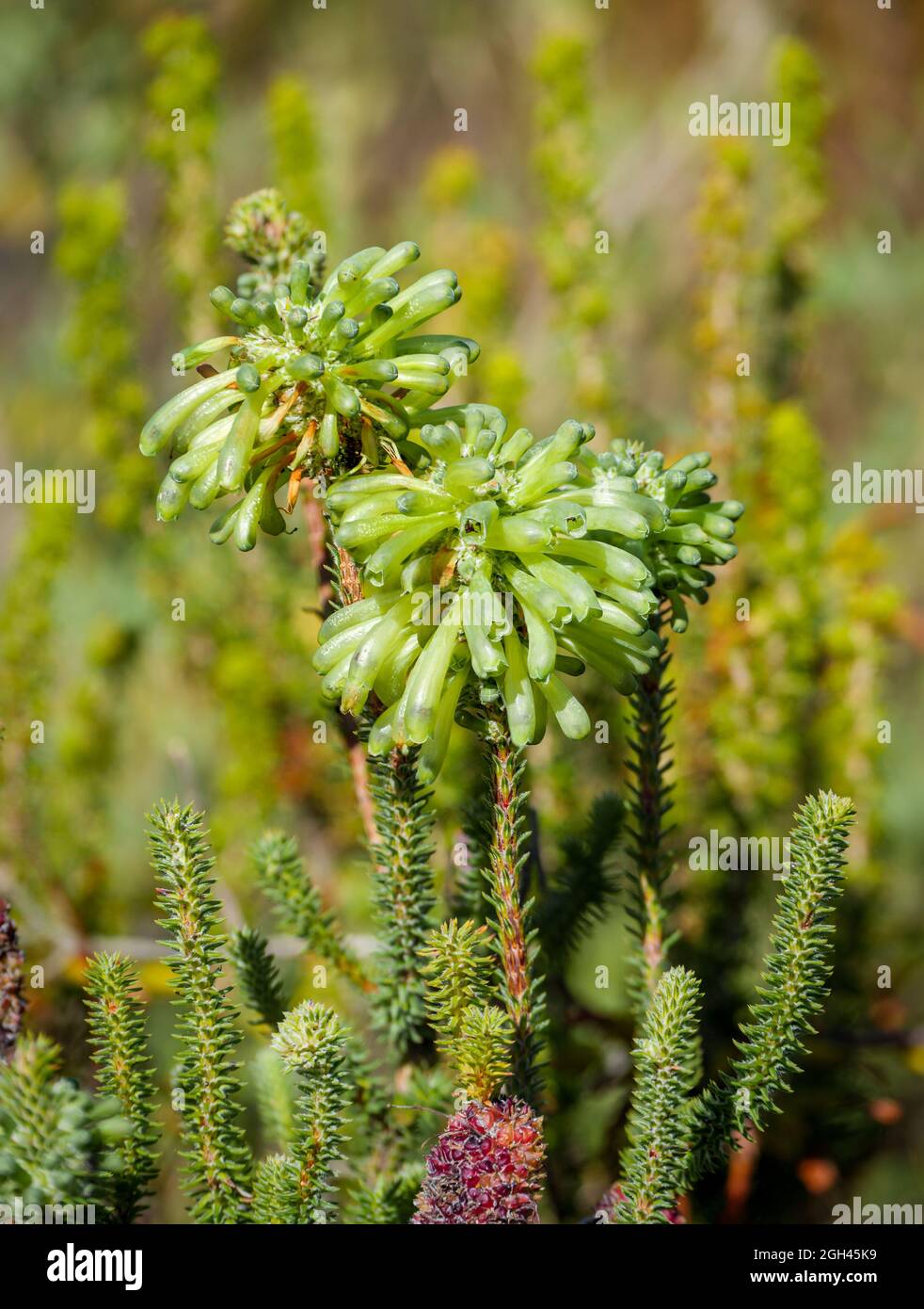 Image Number G9R396701-Edit. Green heath, white bottlebrush heath, groenheide, groenbottelheide (Erica sessiliflora). Western Cape. South Africa Stock Photo
