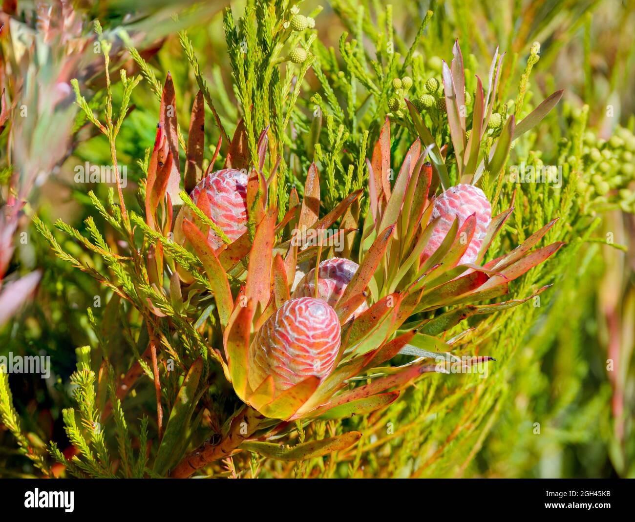 Sickleleaf Conebush (Leucadendron xanthoconus). Napier Mountain Reserve. Overberg. Western Cape. South Africa Stock Photo