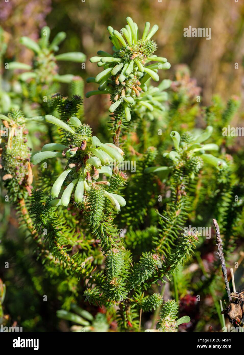 Image Number G9R396574-Edit. Green heath, white bottlebrush heath, groenheide, groenbottelheide (Erica sessiliflora). Western Cape. South Africa Stock Photo