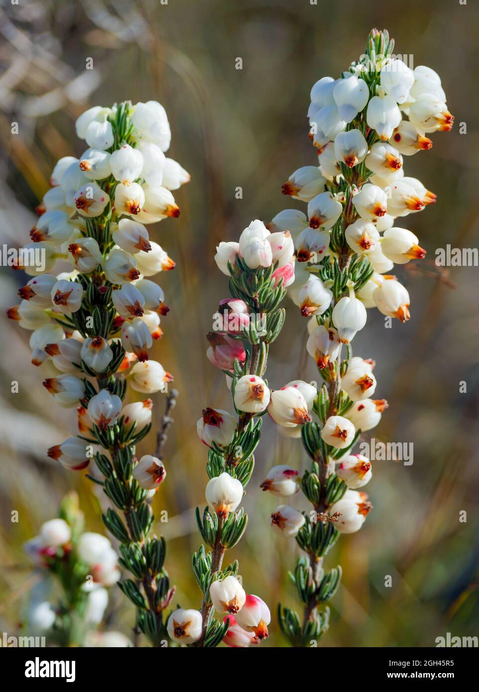 Roughriver Heath (Erica grisbrookii) in bloom, Napier Mountain Conservancy, Overberg. Western Cape. South Africa Stock Photo