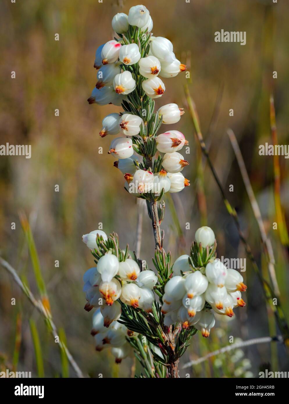 Image Number G9R396541-Edit. Roughriver Heath (Erica grisbrookii) in bloom, Napier Mountain Conservancy, Overberg. Western Cape. South Africa Stock Photo