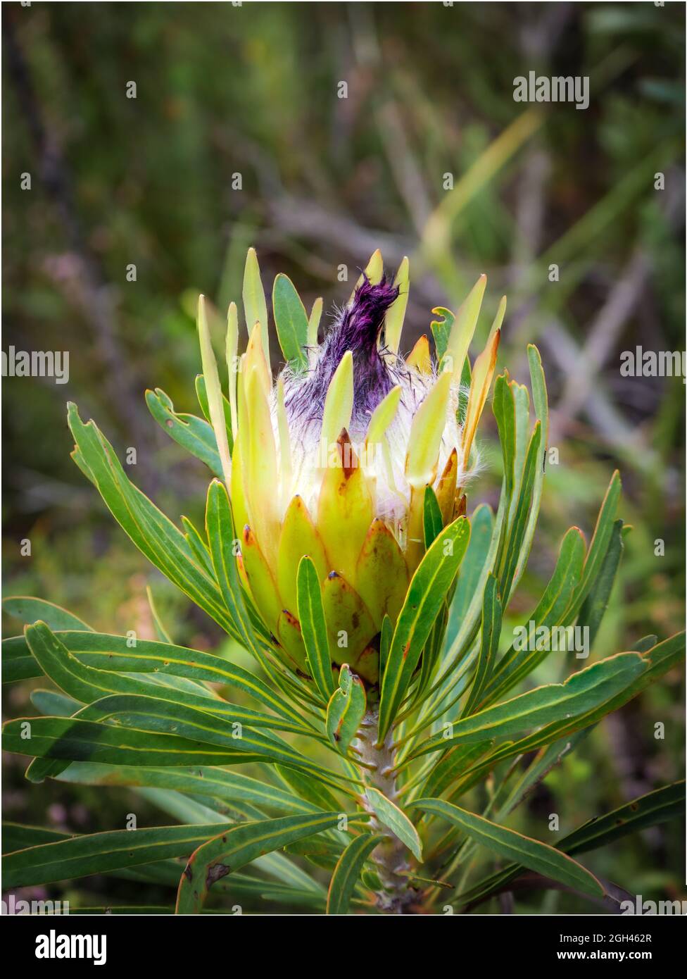 Long-leaf sugarbush (Protea longifolia). Fernkloof Nature Reserve, Hermanus, Whale Coast. Overberg. Western Cape. South Africa Stock Photo