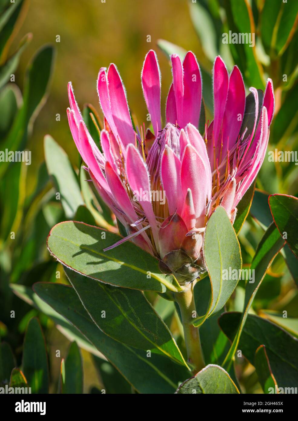 Bot River protea, Bot River sugarbush, duinesuikerbos, suikerkan or Botrivier protea (Protea Compacta) flower. Kleinmond, Overberg, Whale Coast, Weste Stock Photo