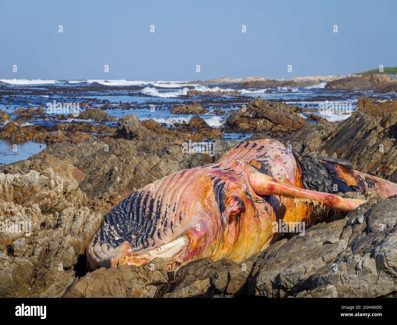 Dead southern right whale (Eubalaena australis) on the rocky shoreline near Hermanus. Whale Coast. Western Cape. South Africa Stock Photo