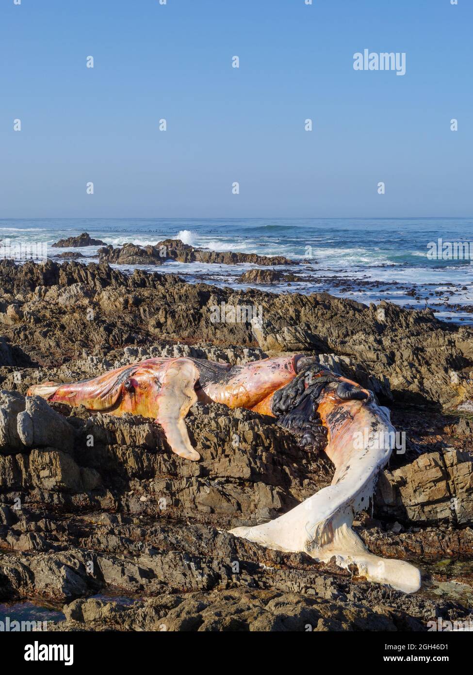 Dead southern right whale (Eubalaena australis) on the rocky shoreline near Hermanus. Whale Coast. Western Cape. South Africa Stock Photo