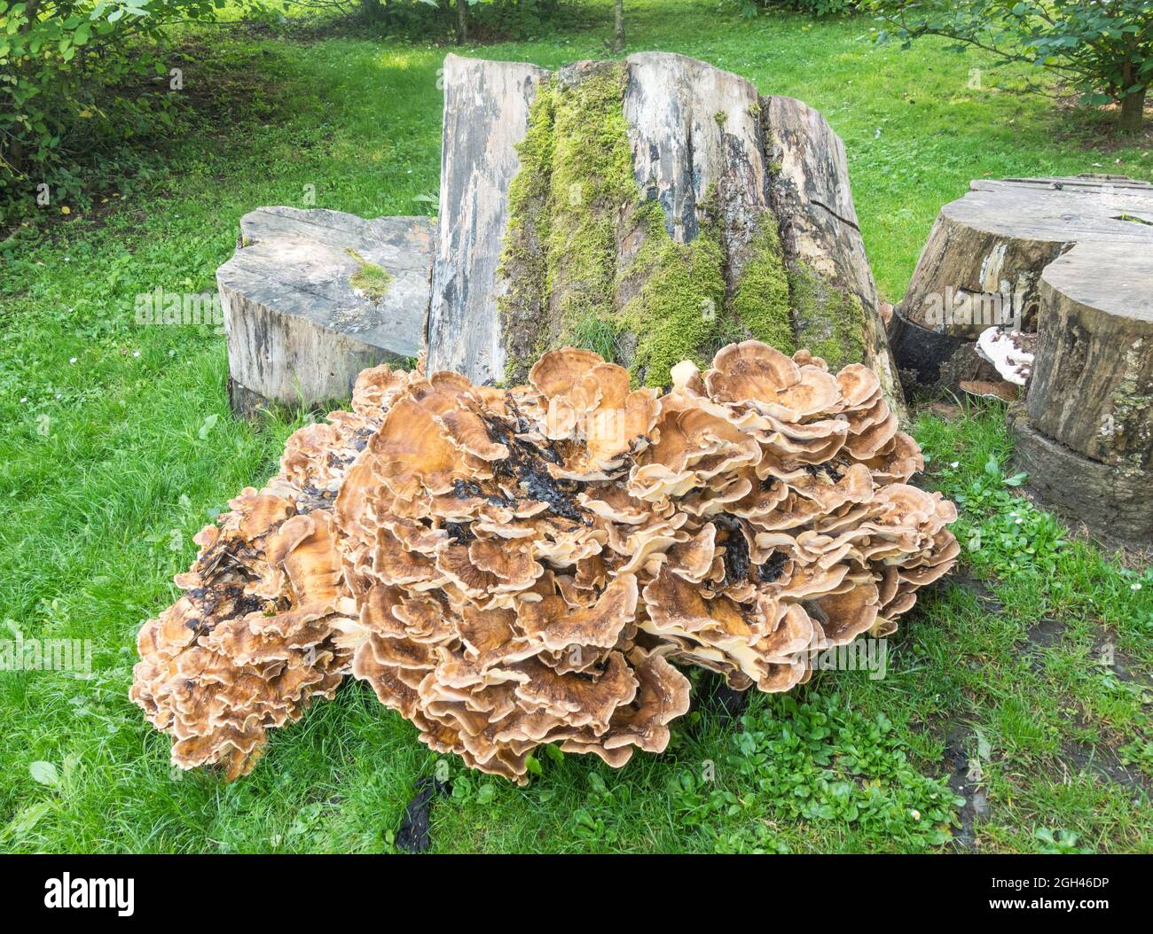 Fungi growing on an old tree stump at New Lanark, Lanarkshire, Scotland, UK Stock Photo Alamy