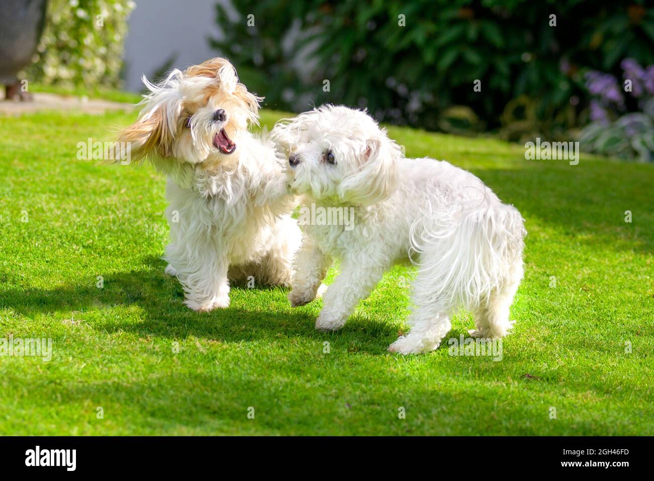 Two little white dogs frolicking on the grass in a lush green garden in ...