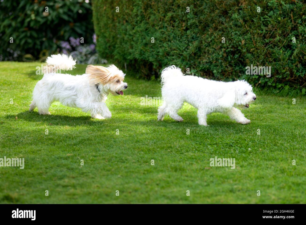 havanese toy breed